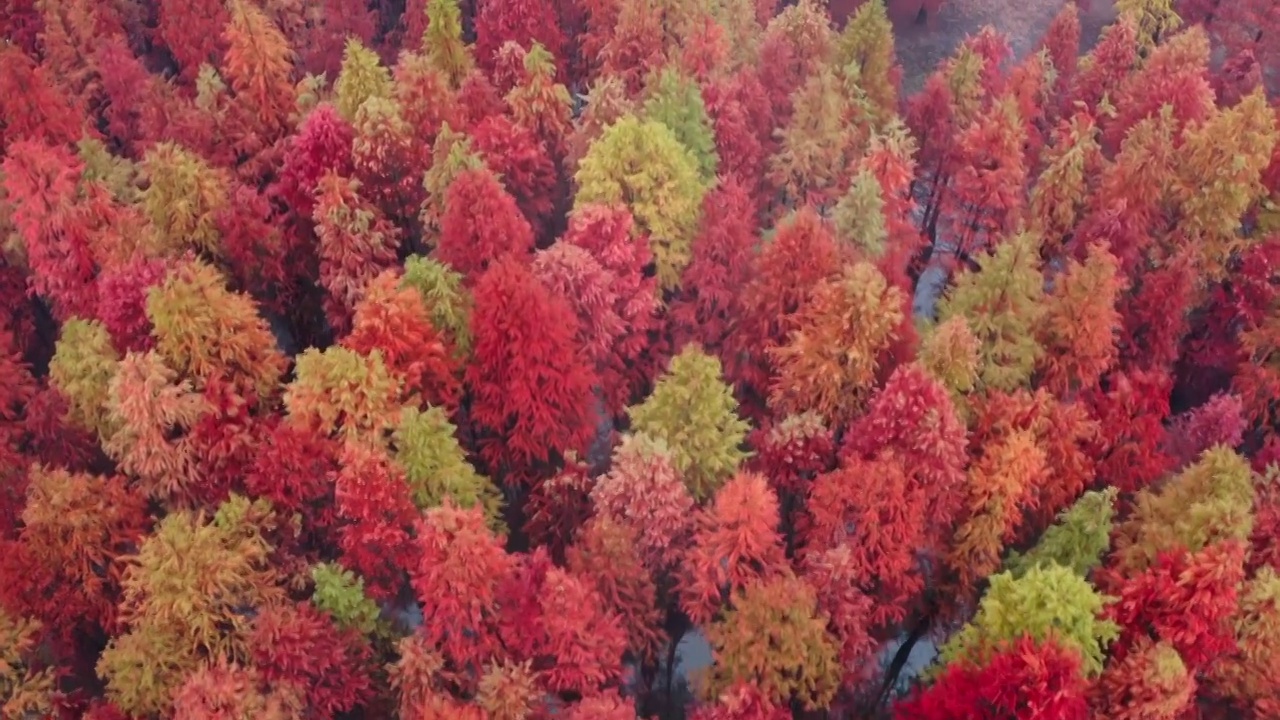 水杉的航拍视角，秋天的红杉林，森林的航拍，南京止马岭秋色视频下载