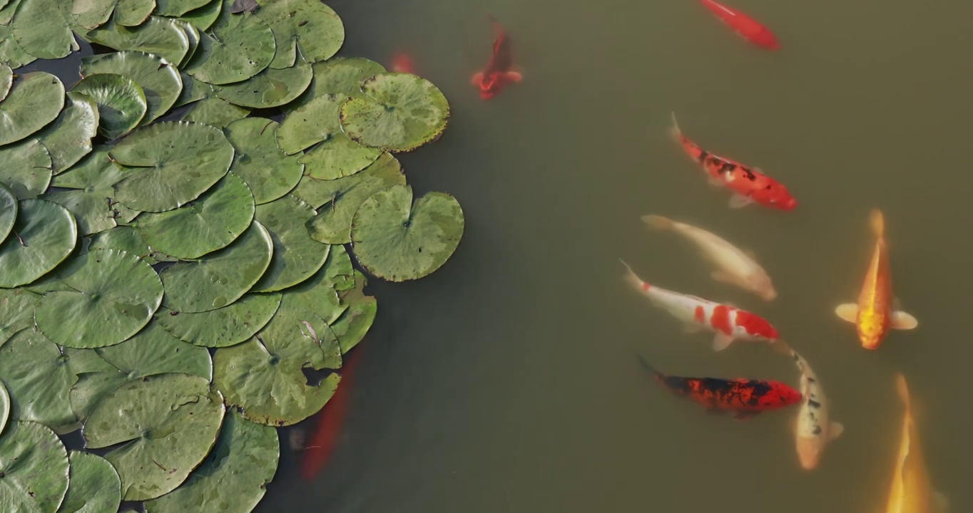 锦鲤在荷花池中游动，金鱼与荷叶，夏天的池塘视频下载