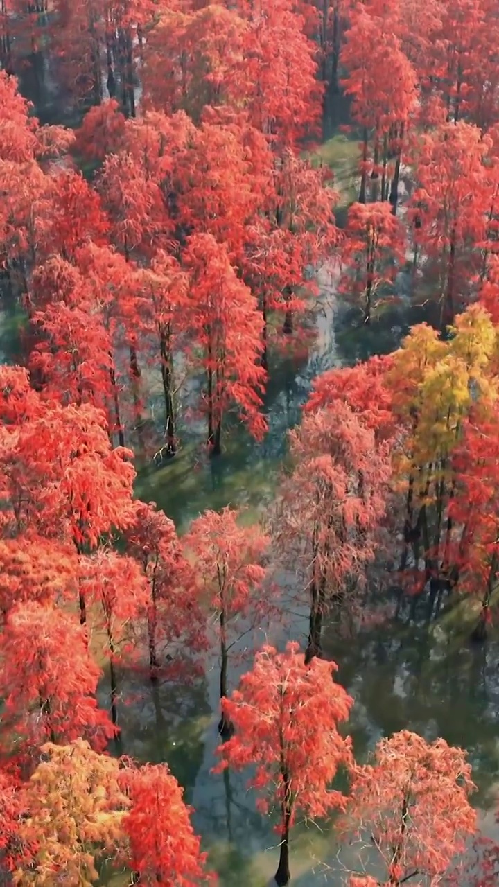 水杉的航拍，秋天的水杉，杉树与湖泊，水中的红杉林视频下载