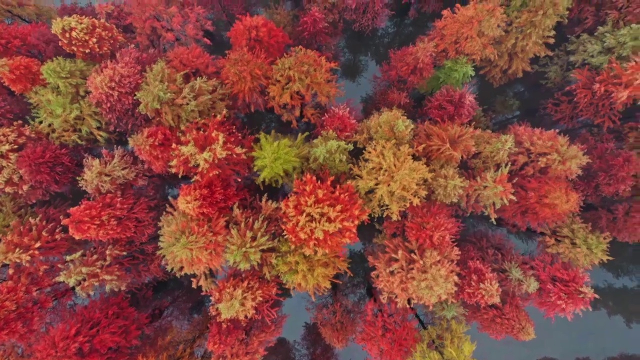 水杉的航拍，秋天的水杉，杉树与湖泊，水中的红杉林视频下载