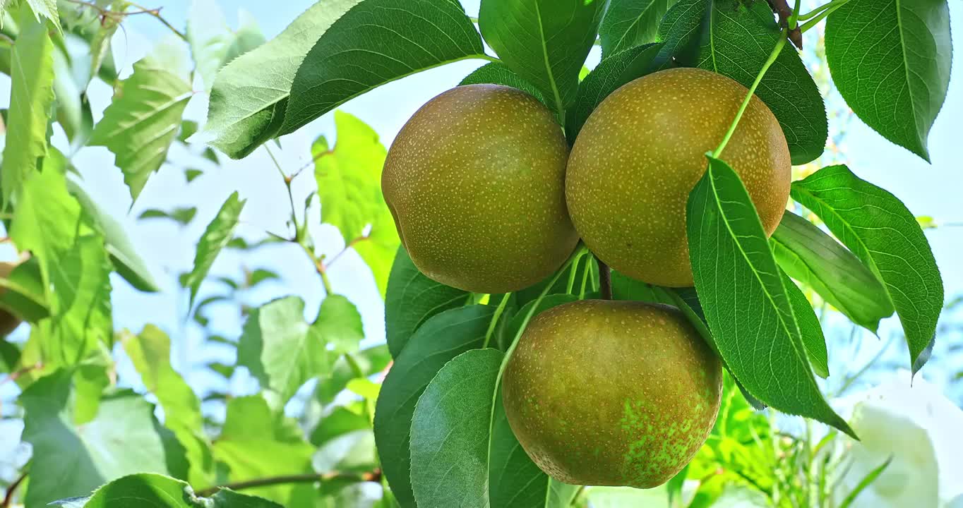 梨树上悬挂的新鲜梨果实视频下载