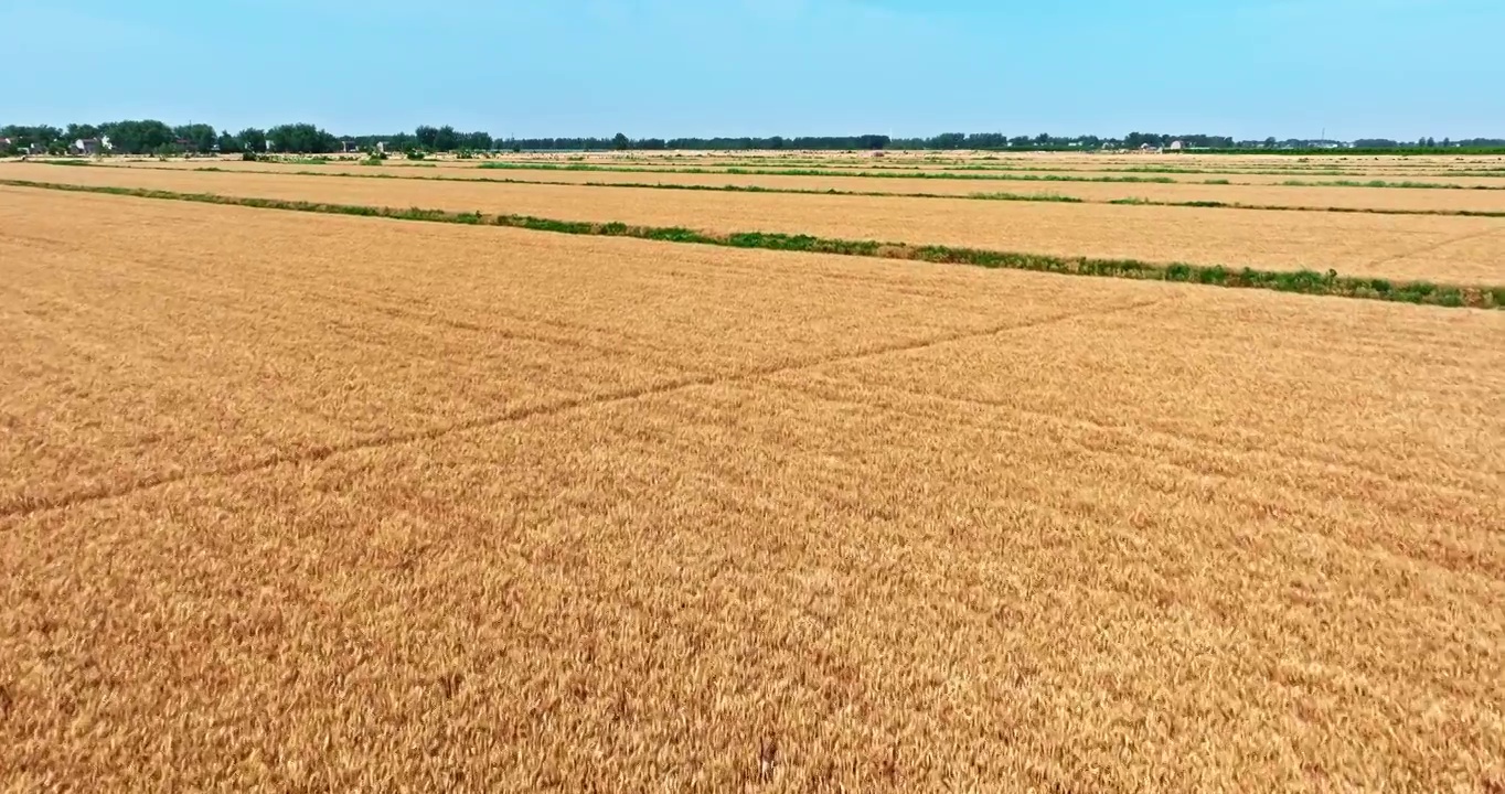 航拍夏季田地成熟的小麦粮食视频素材