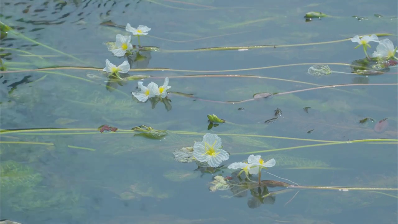 海菜花河里的鸭子视频素材