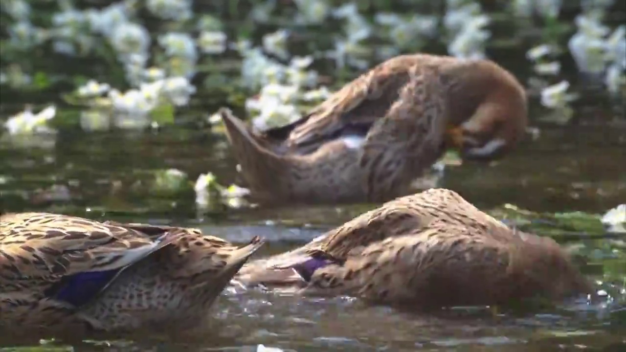 海菜花河里的鸭子视频素材