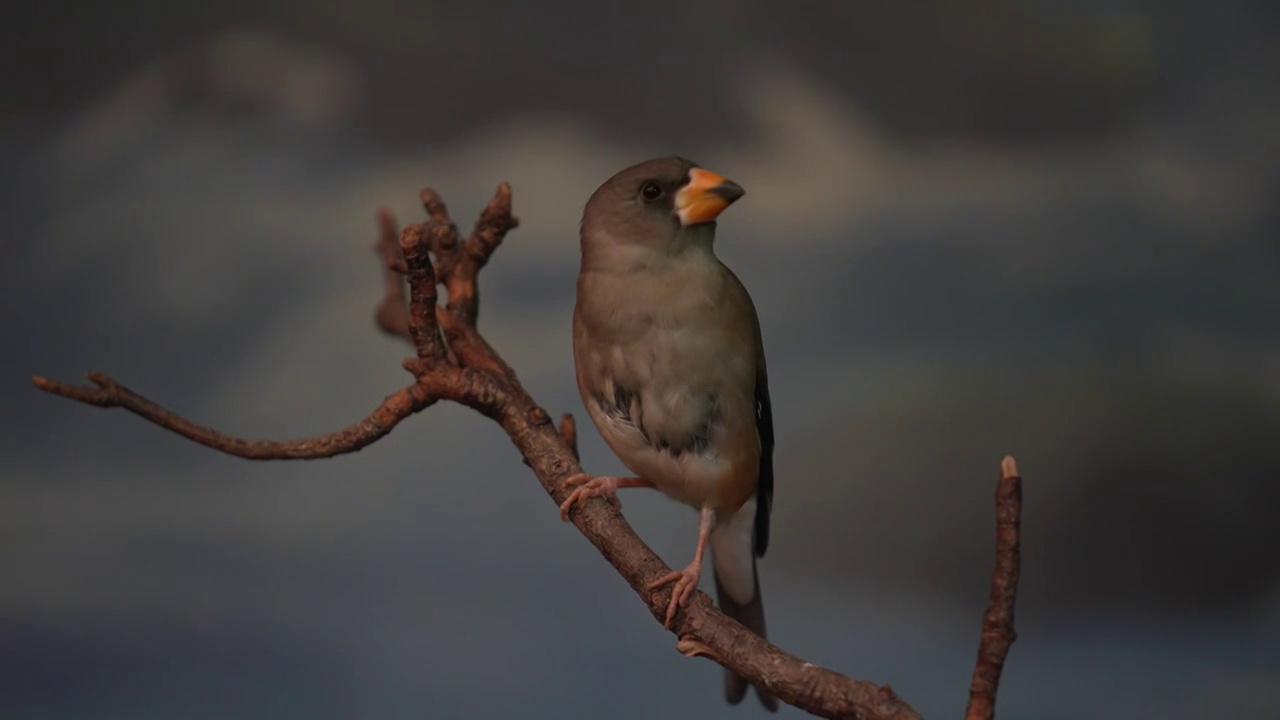 一只站立在树枝上的棕噪鹛视频下载