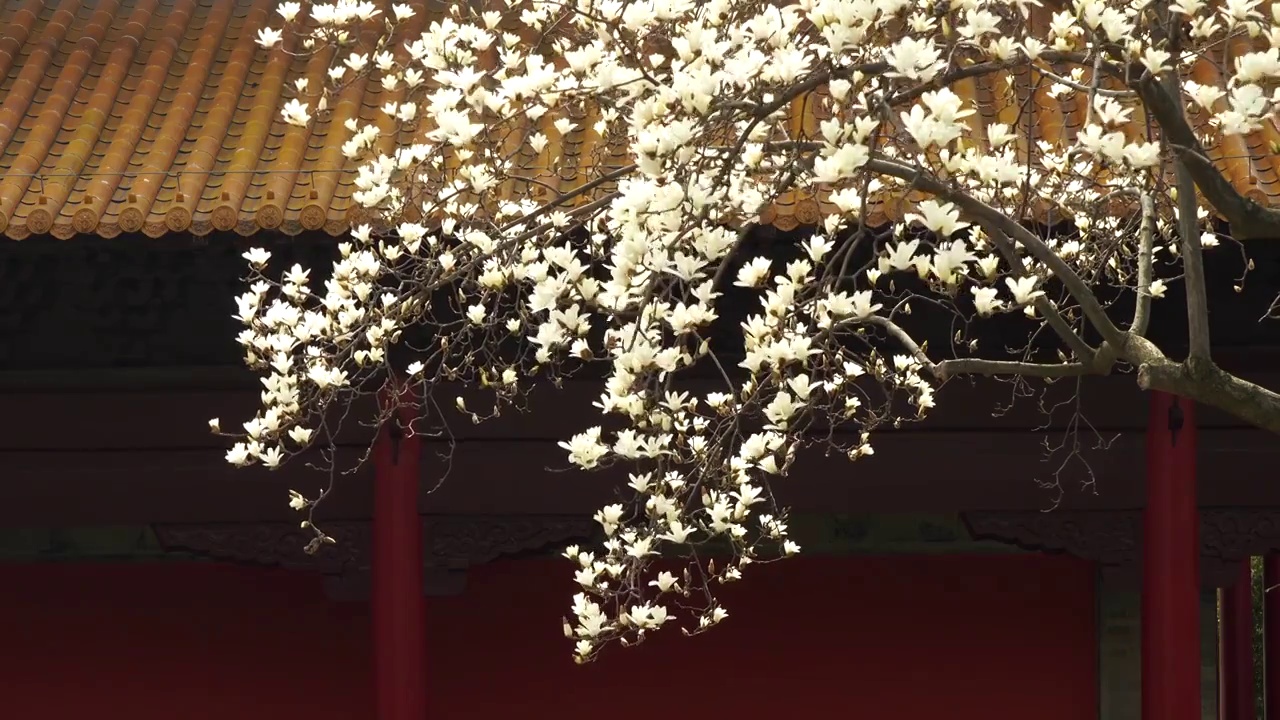 春天南京朝天宫景区的红墙白玉兰视频素材