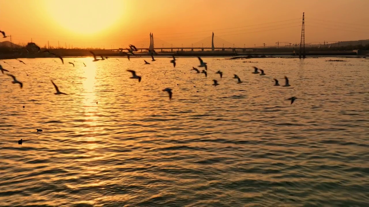夕阳照耀河流水面上空自由飞翔的海鸥视频下载