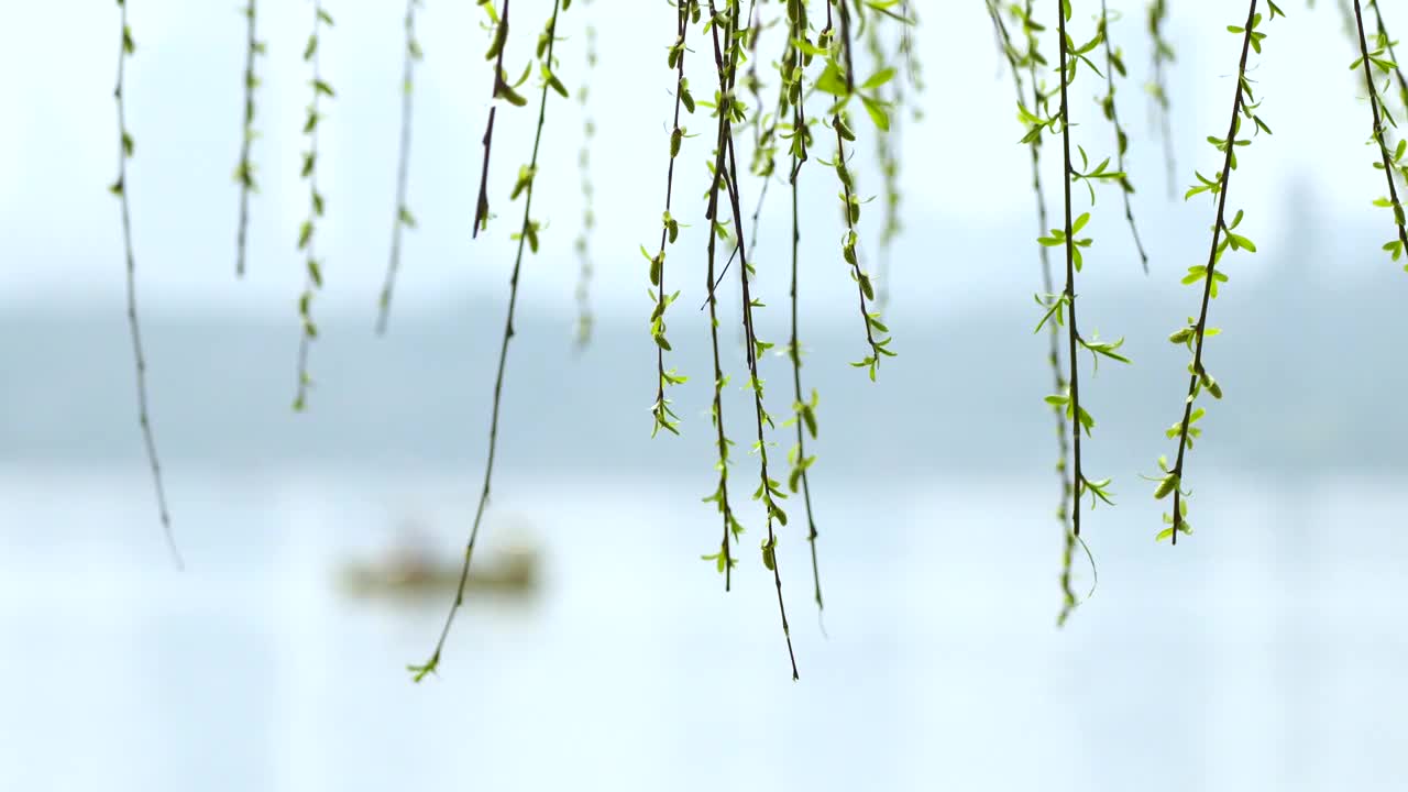 春暖花开，春天南京玄武湖边的柳树和柳枝视频购买