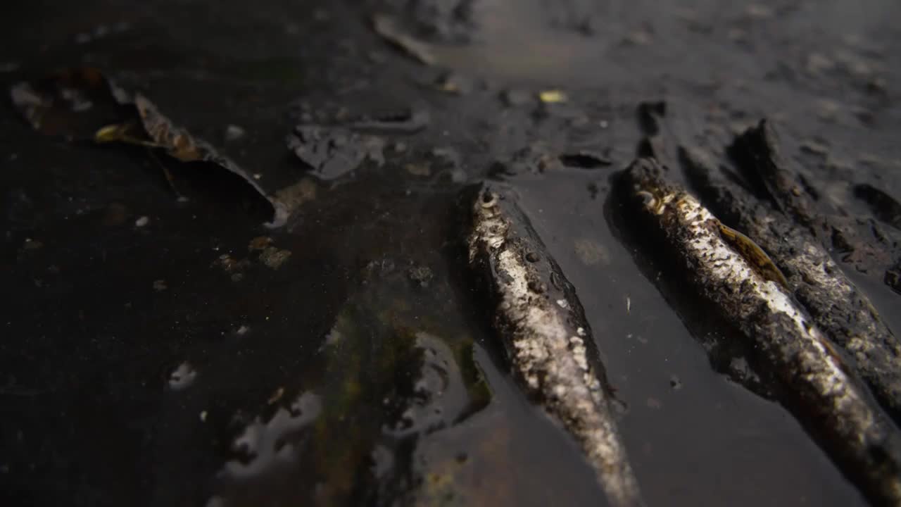 死鱼水污染奄奄一息鱼特写镜头环境保护概念视频下载