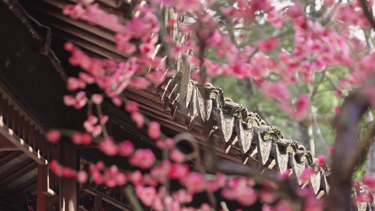 春天花开的江南园林视频素材