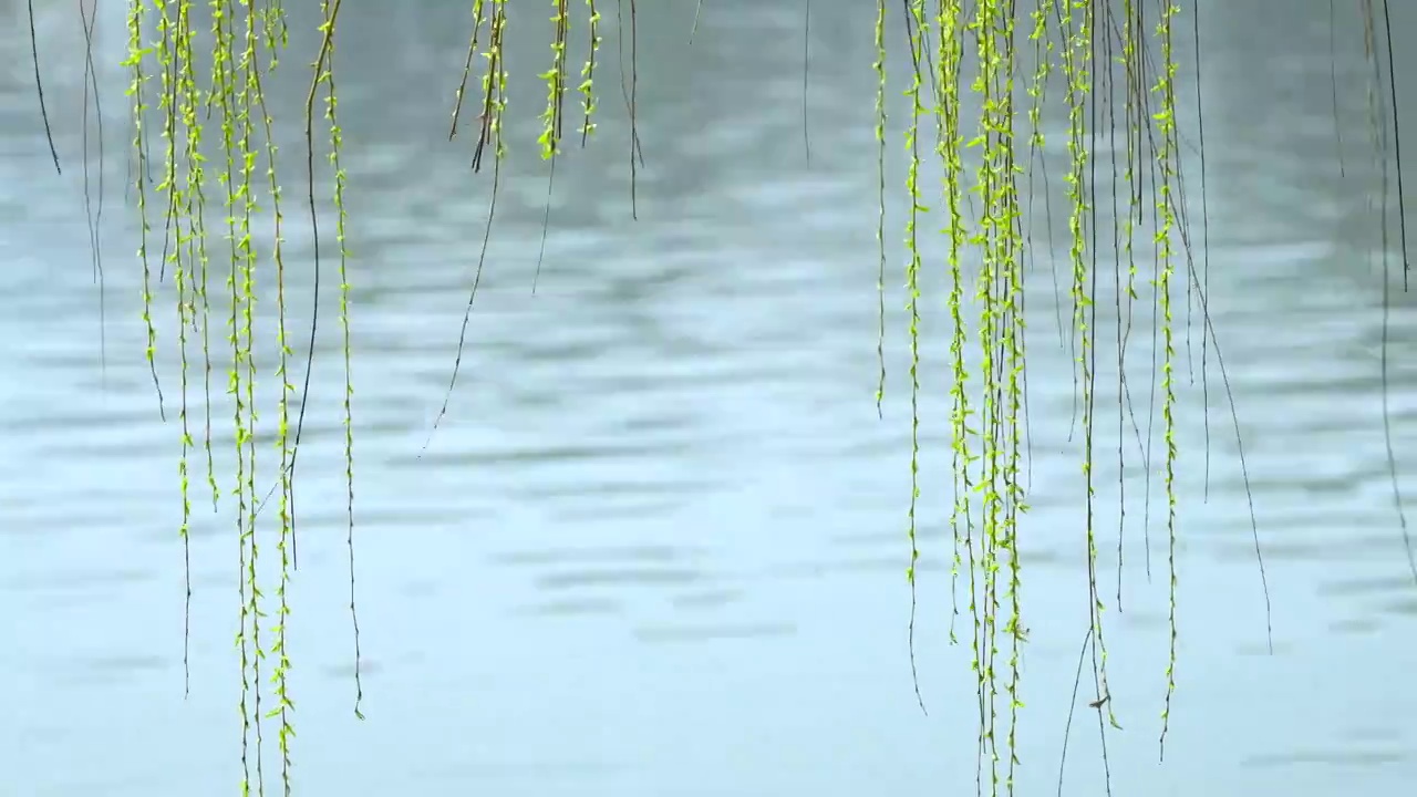 春天柳树发芽生长，湖水边的柳条随风飘舞视频素材