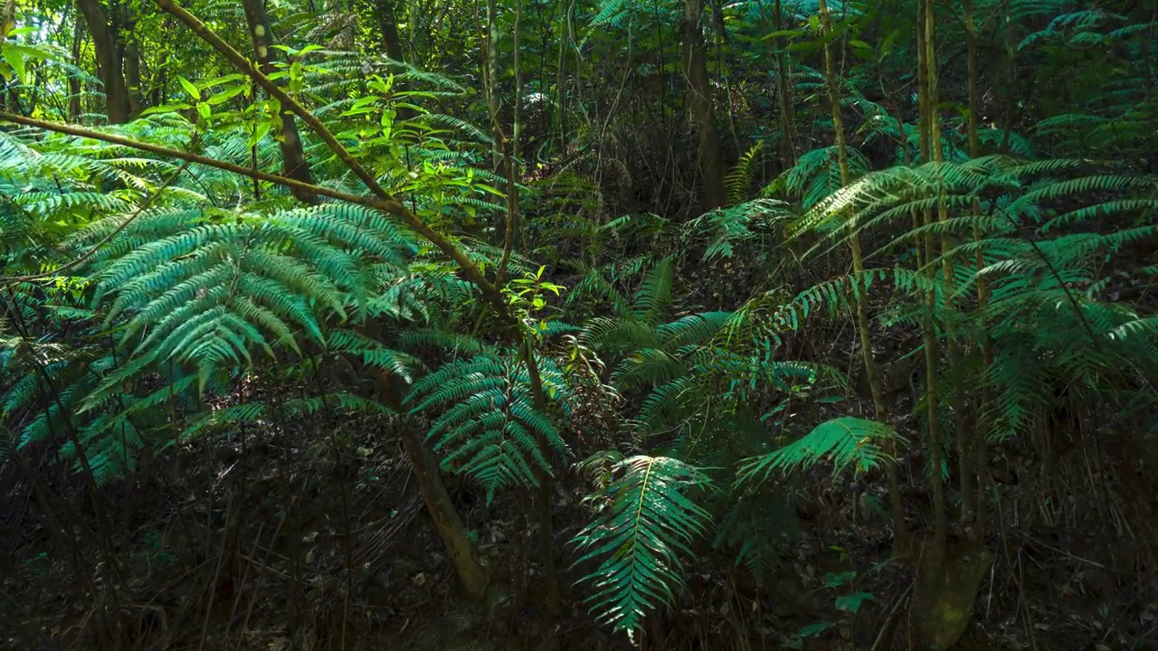 延时摄影绿色森林光影原始森林光影变化背景视频下载