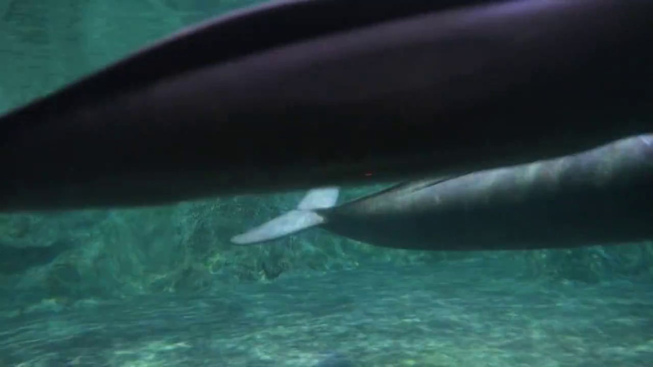 水下游动的江豚视频素材