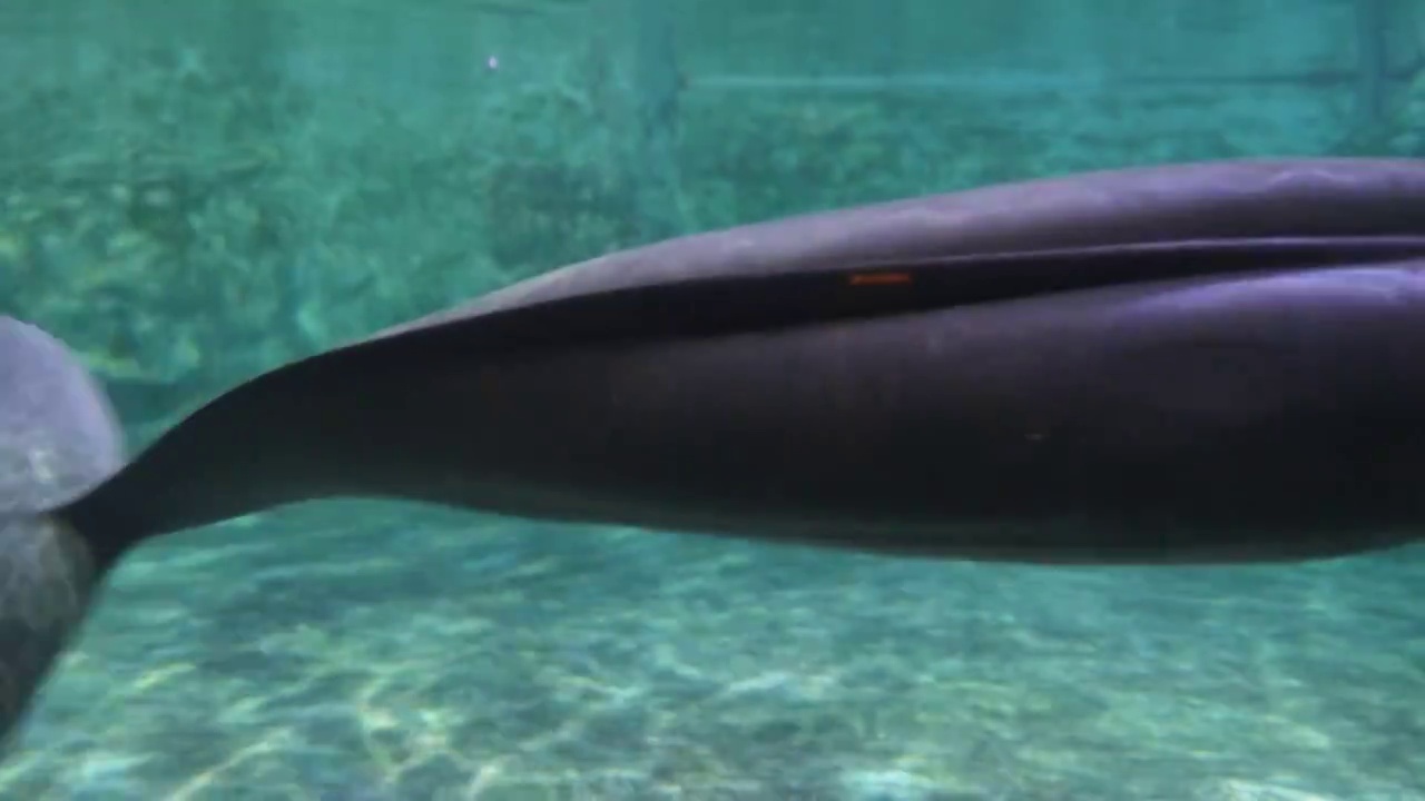 水下游动的江豚视频素材