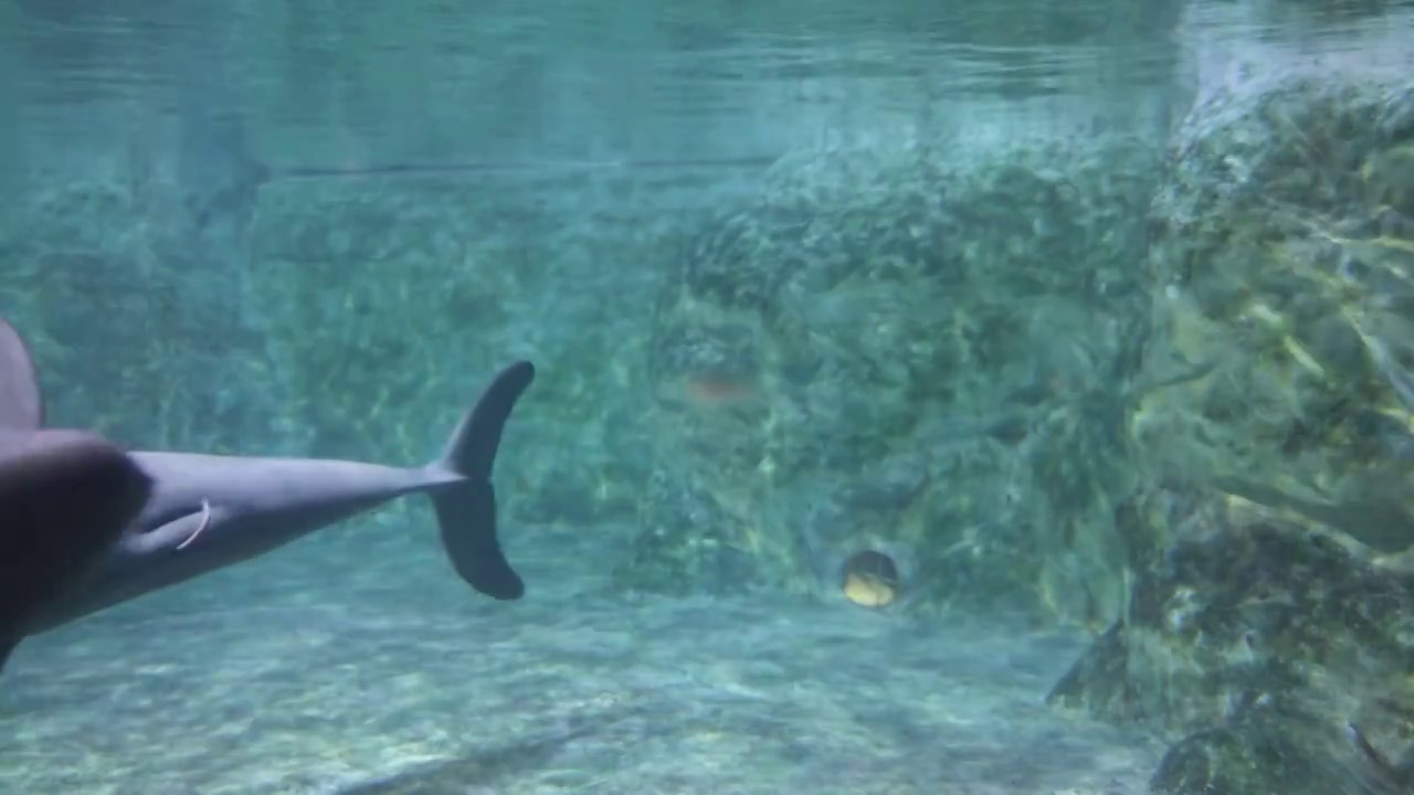 江豚水下好奇打招呼慢动作视频素材