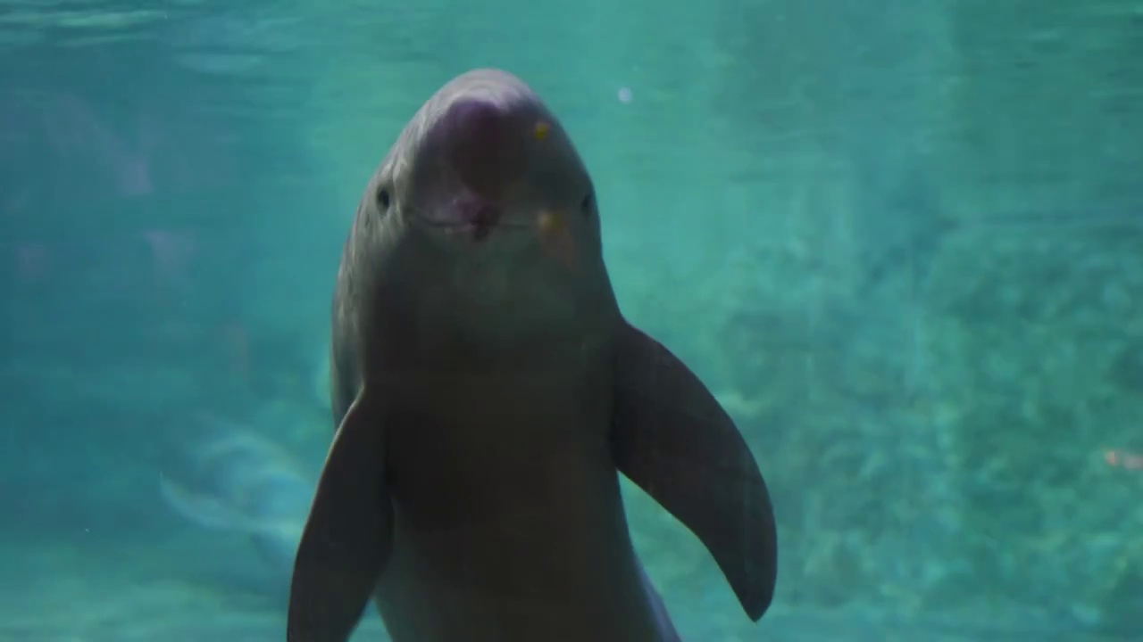 江豚水下好奇打招呼慢动作视频素材