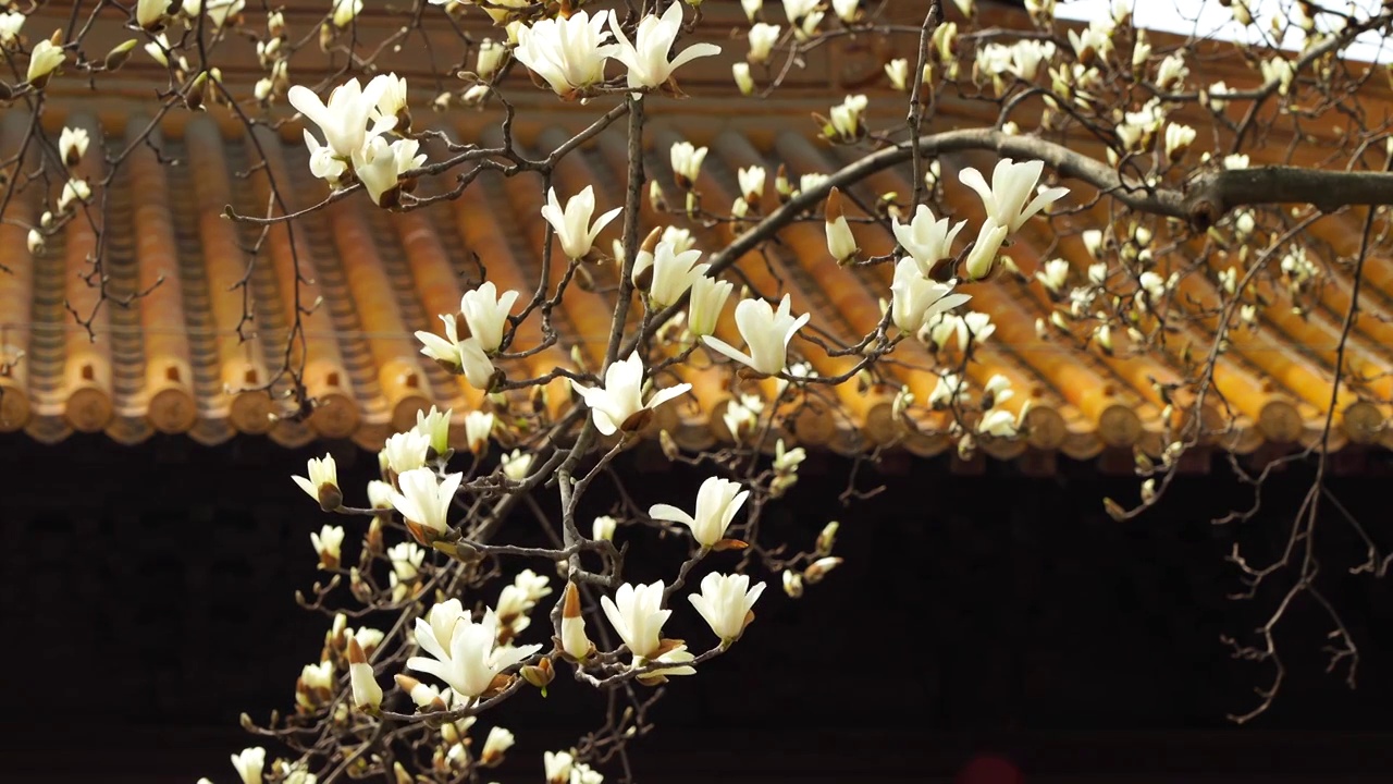 春天南京著名景点朝天宫景区的白玉兰盛开视频素材