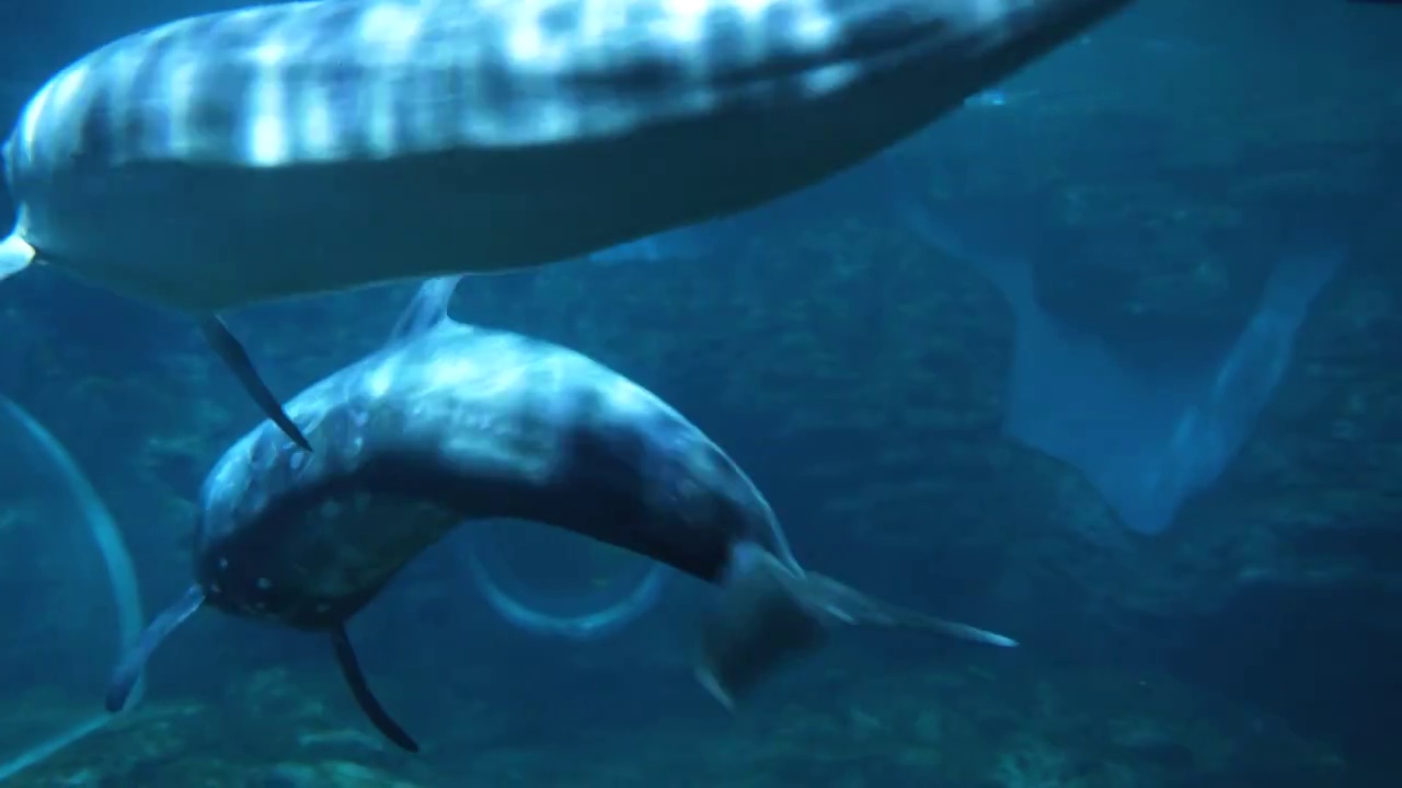 花鲸和海豚在水下游动玩耍鲸豚兽视频素材