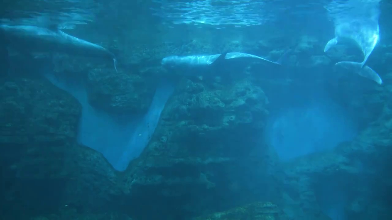 花鲸和海豚在水下游动玩耍鲸豚兽视频素材