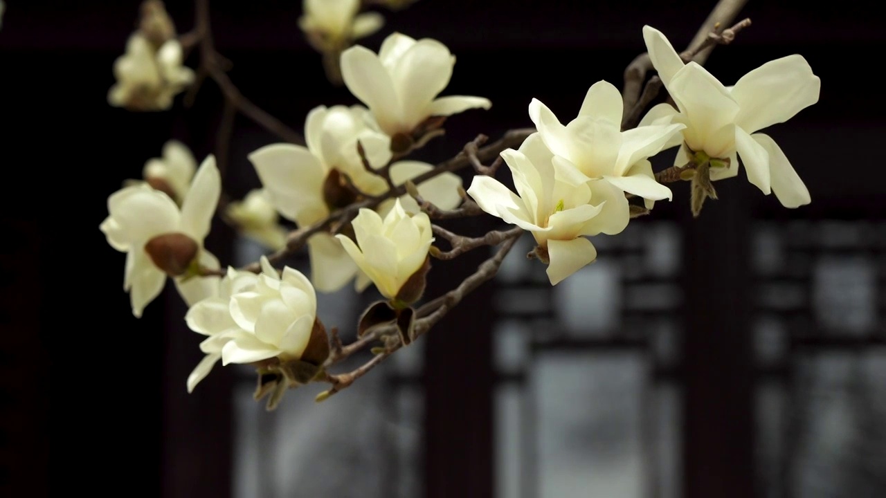 春天南京灵谷寺古典风格窗户背景的玉兰花特写视频素材