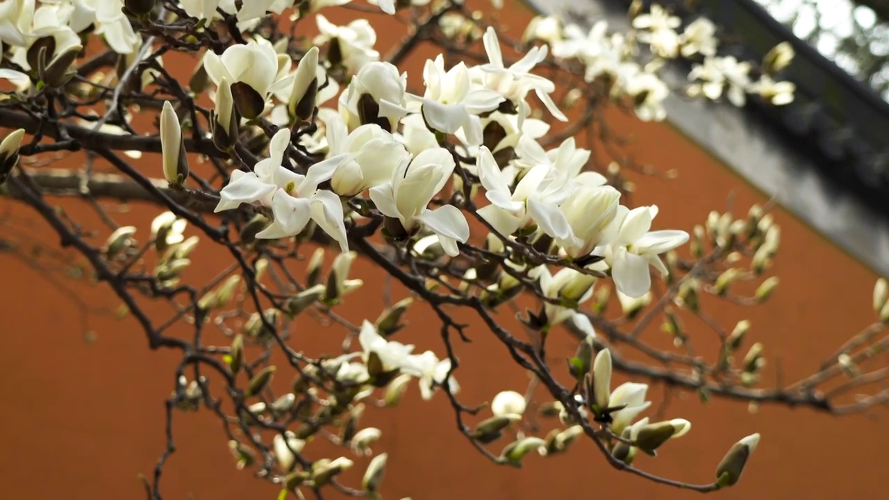 春天南京灵谷寺黄色墙背景的白色玉兰花开放视频素材