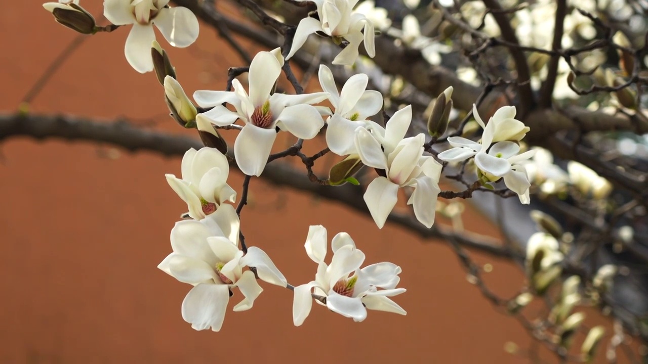 春天南京灵谷寺黄色墙背景的白色玉兰花特写视频素材