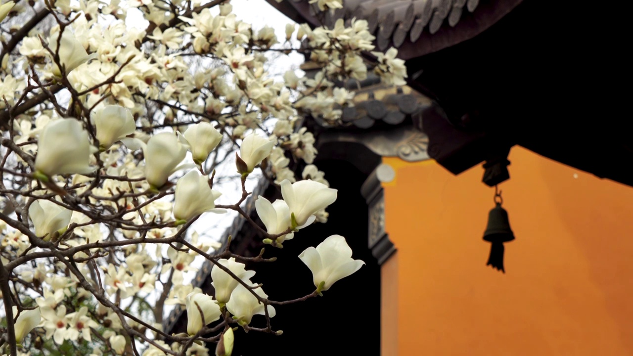 春天南京灵谷寺盛开的玉兰花视频素材