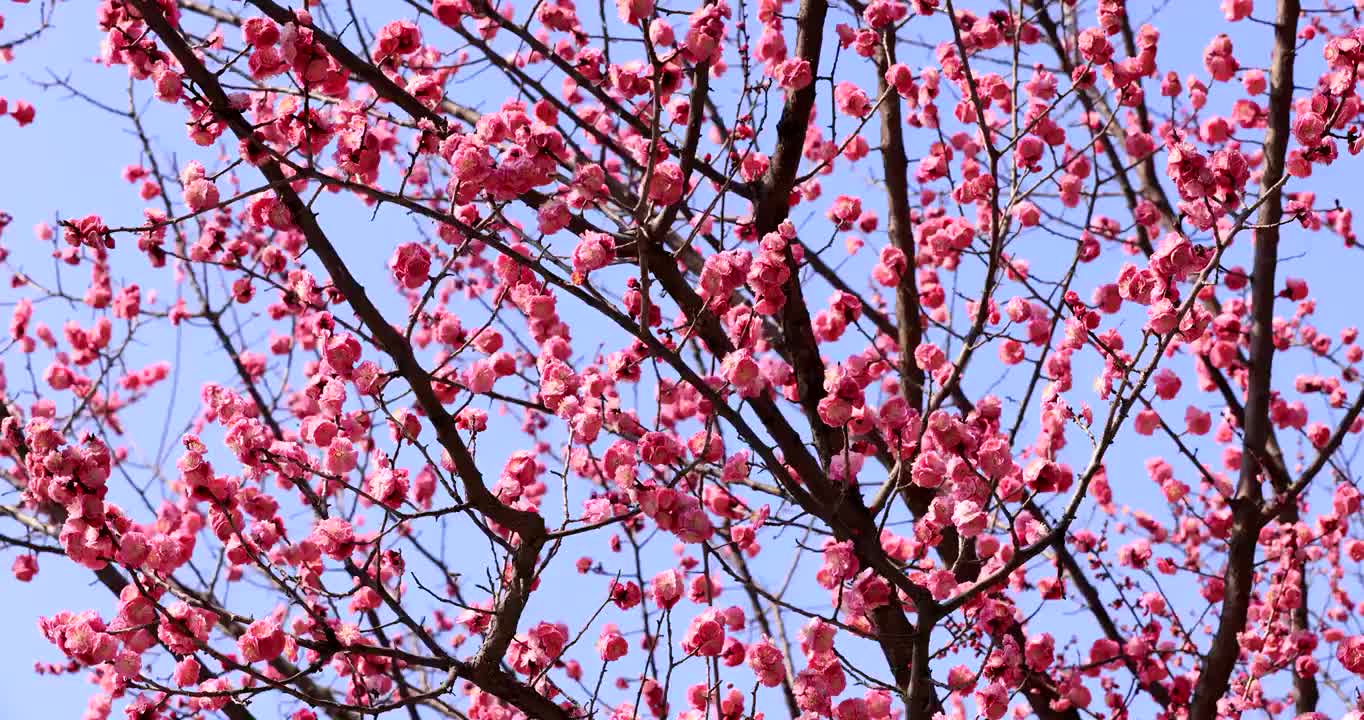 梅花盛开满眼春视频素材