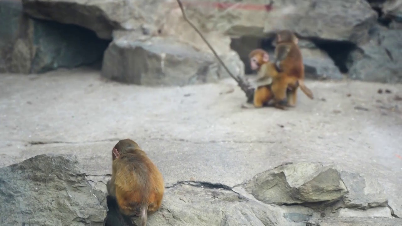 猴子幼崽小猴互相打闹视频素材