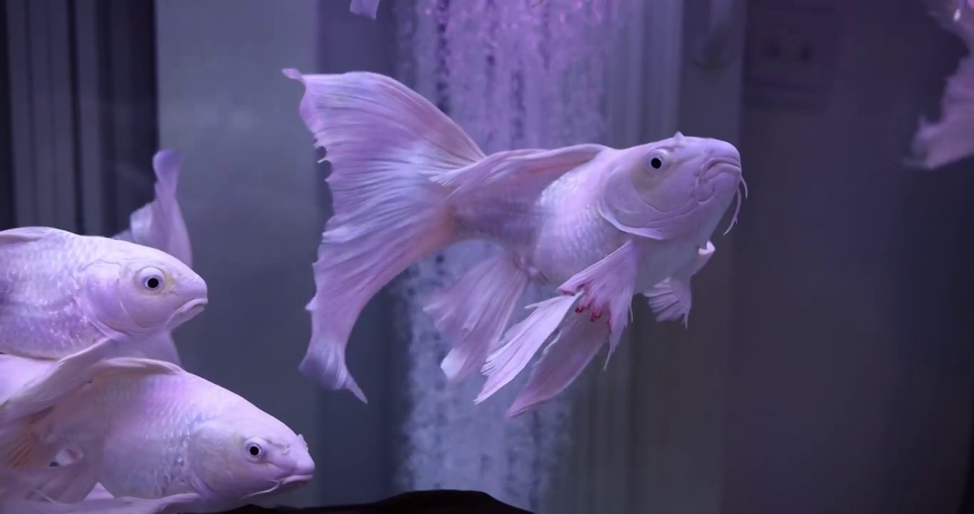 游动在鱼缸里的金鱼视频下载