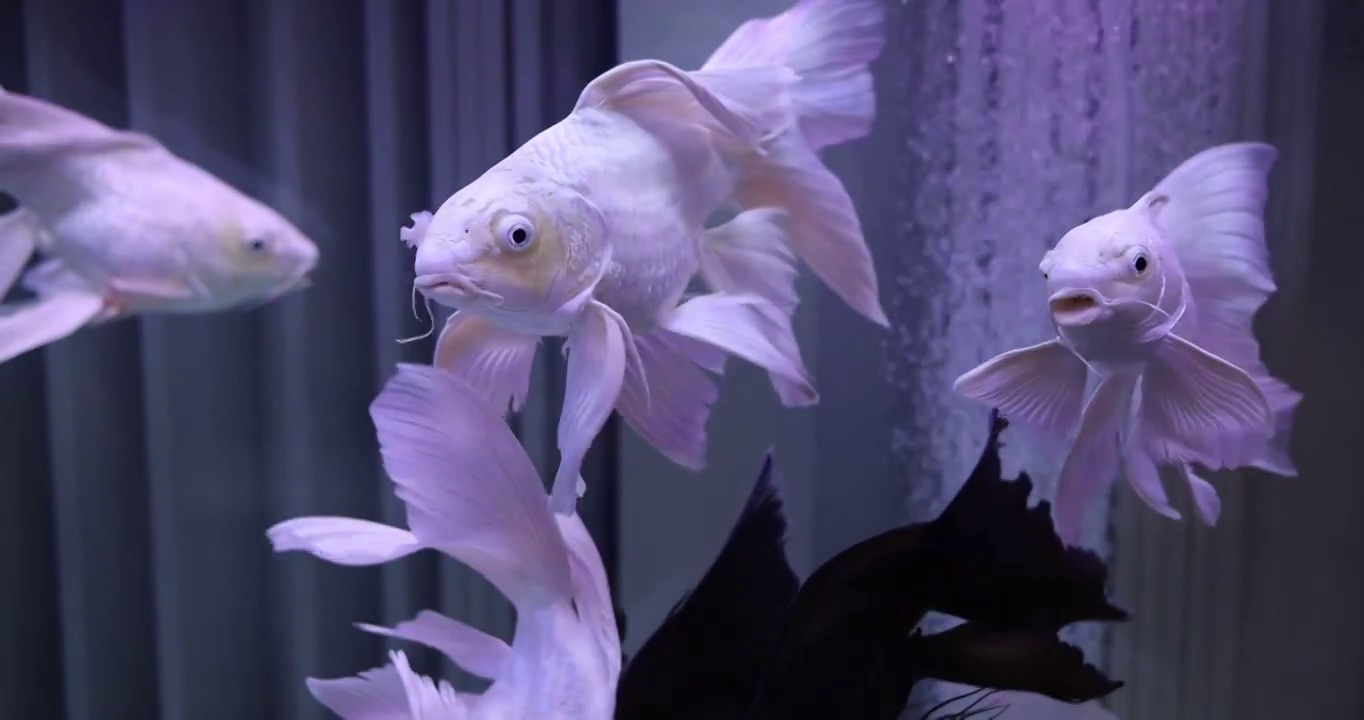 游动在鱼缸里的金鱼视频素材