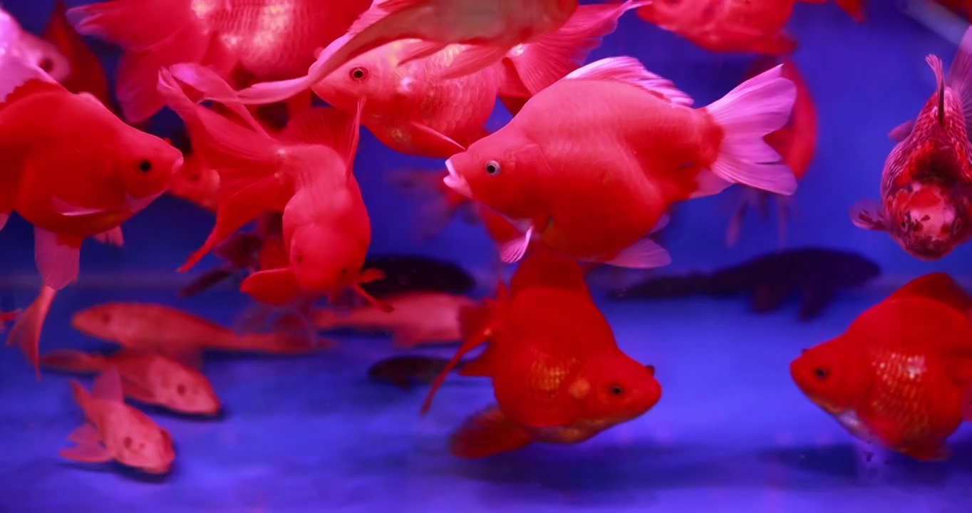 游动在鱼缸里的金鱼视频素材