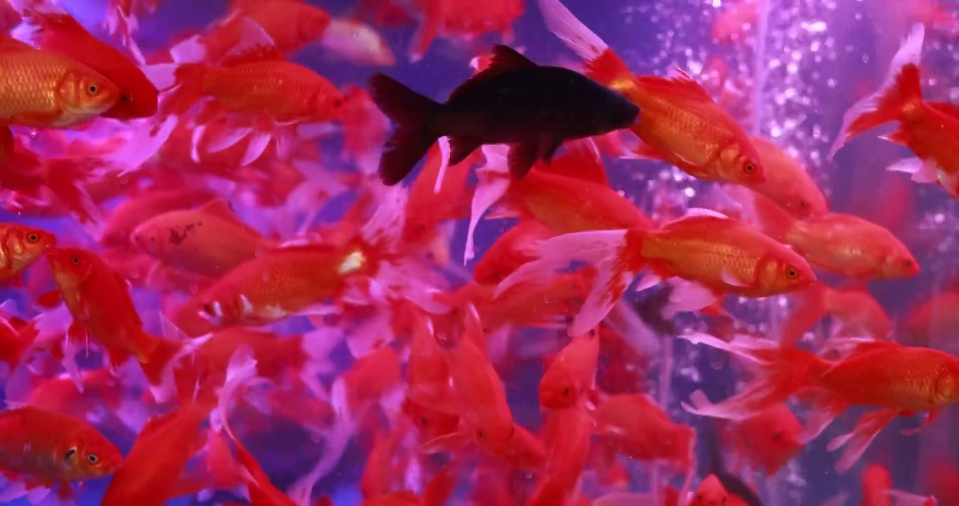游动在鱼缸里的金鱼视频下载
