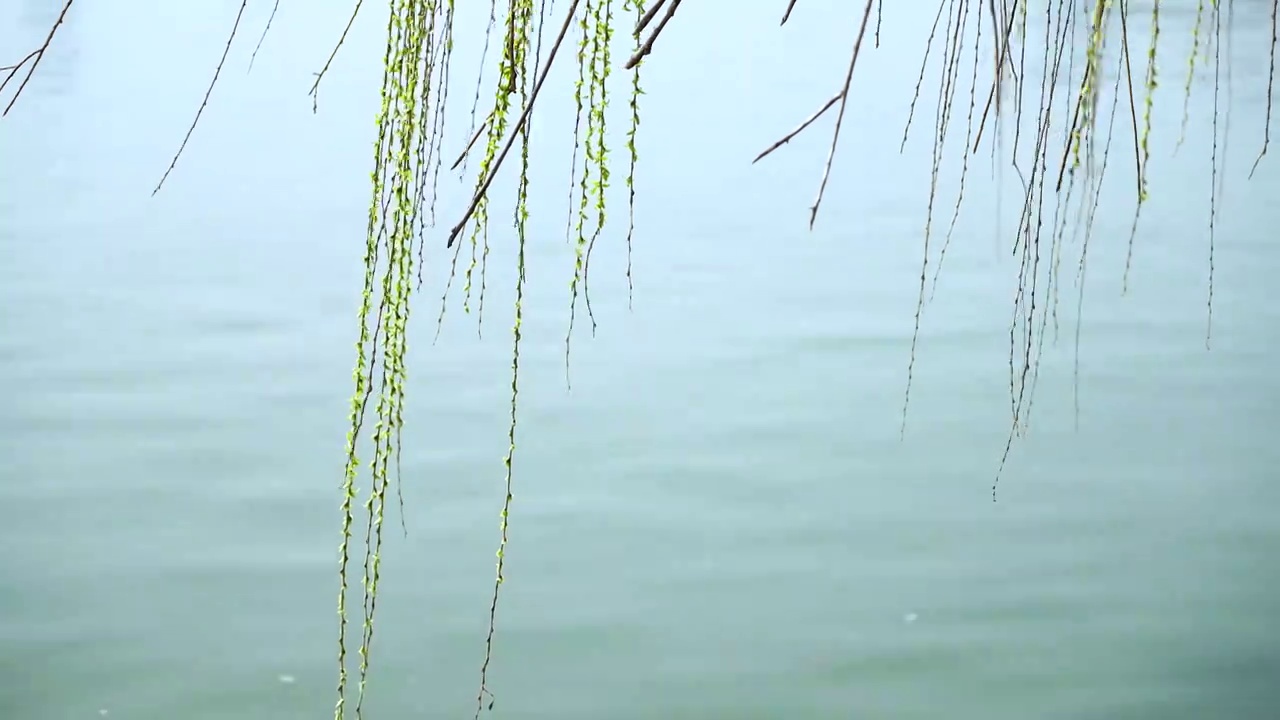 春天碧绿的湖水，湖边的柳枝在风中摇摆视频素材
