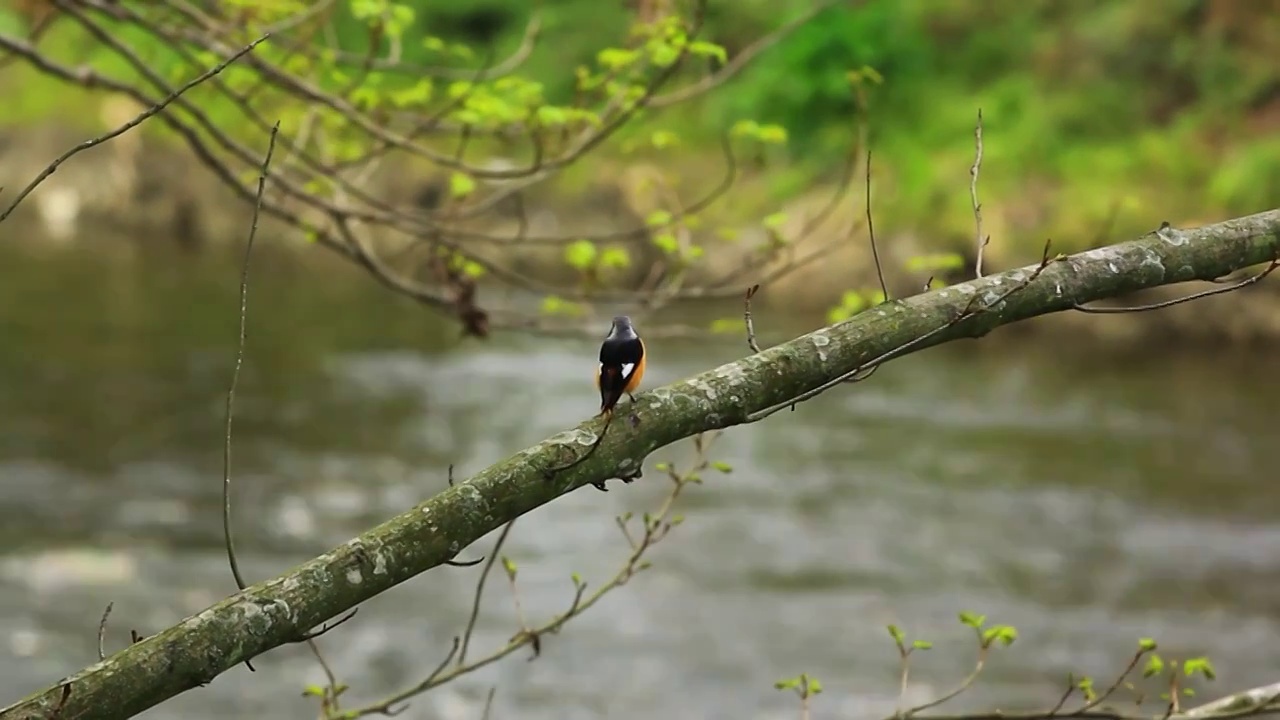 动物主题，鸟类，春天树枝上的小鸟视频素材