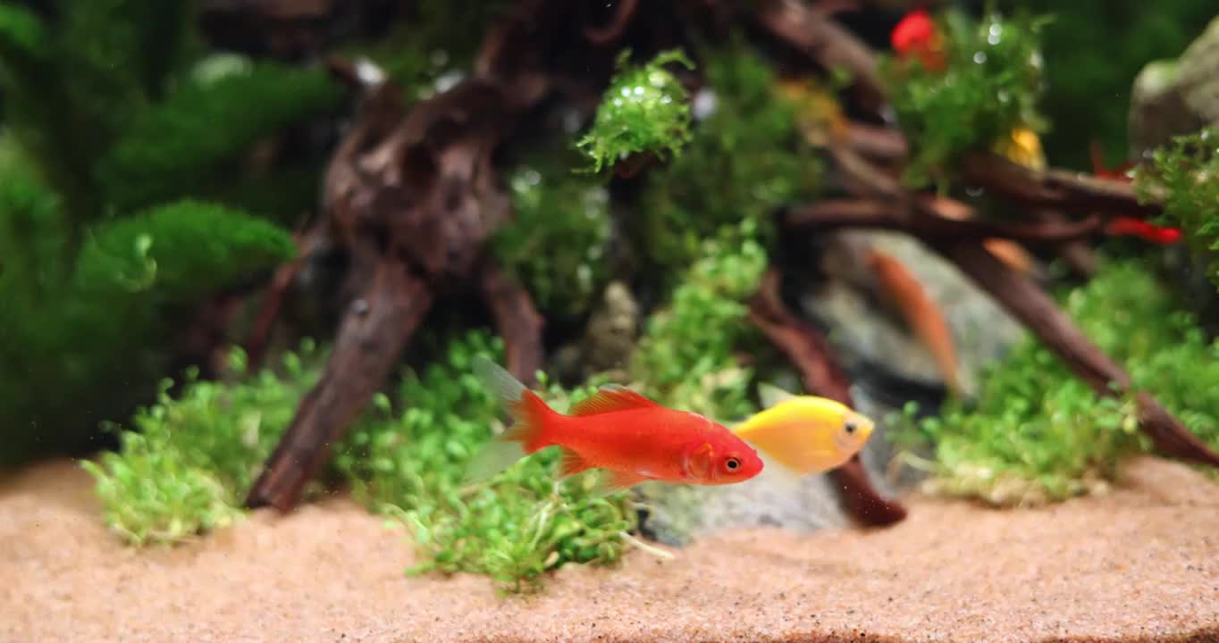 水族馆鱼缸里的金鱼视频下载