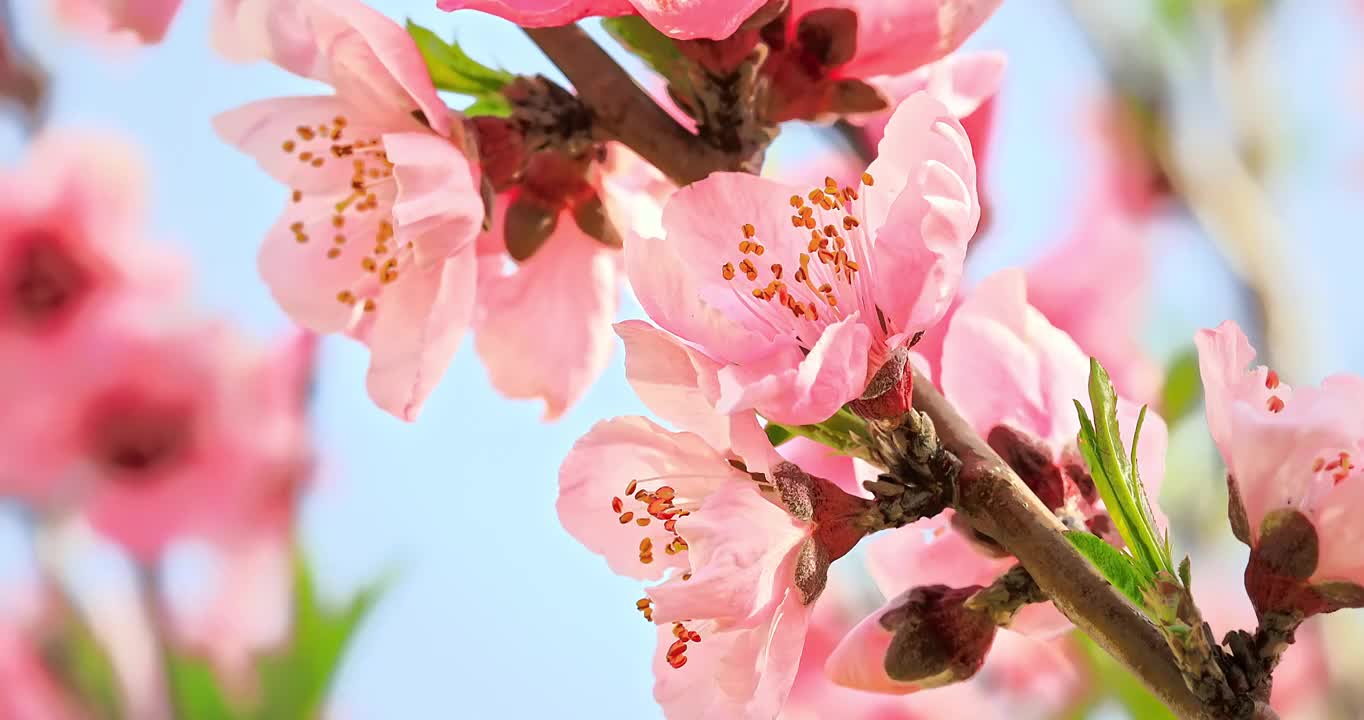 春季粉色的桃花在风中摇摆视频素材