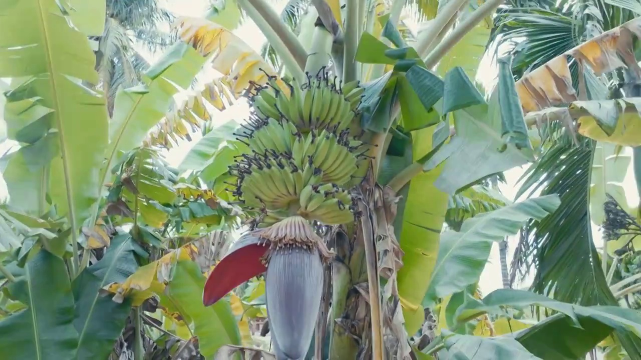 香蕉树香蕉园视频下载
