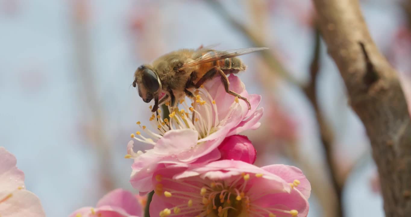 盛开花朵蜜蜂采蜜蝴蝶飞舞视频下载