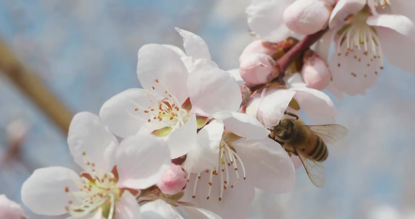 盛开花朵蜜蜂采蜜蝴蝶飞舞视频素材