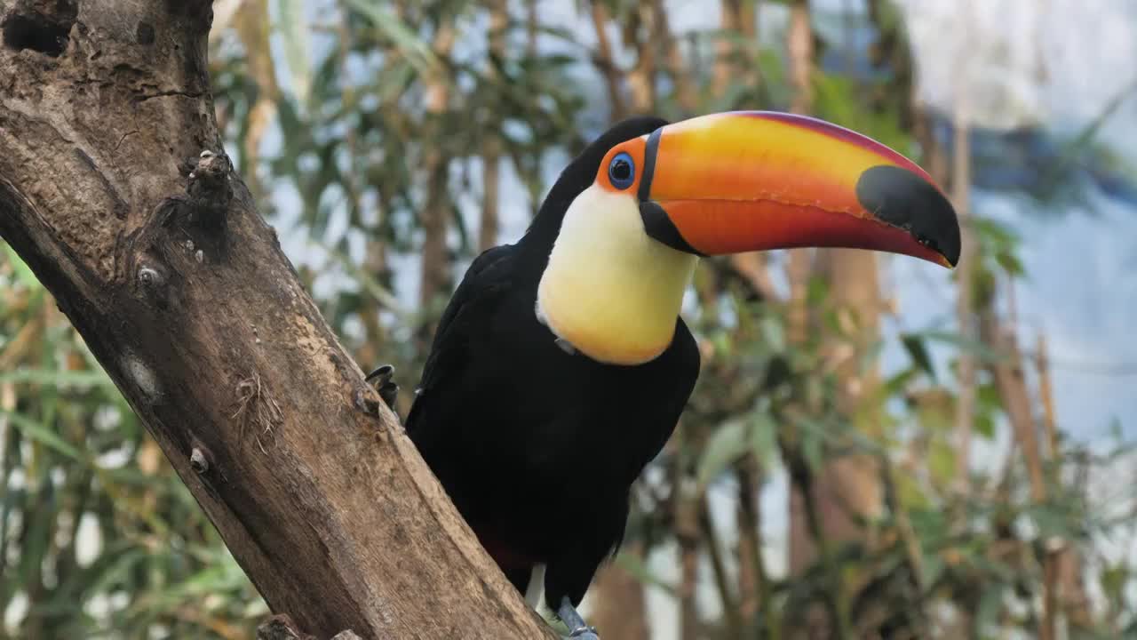 动物园巨嘴鸟保护动物视频下载