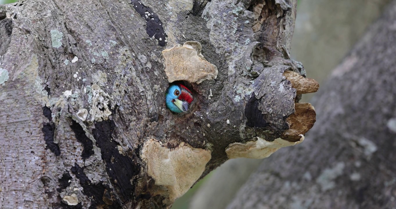 拟啄木鸟在洞口观望视频下载