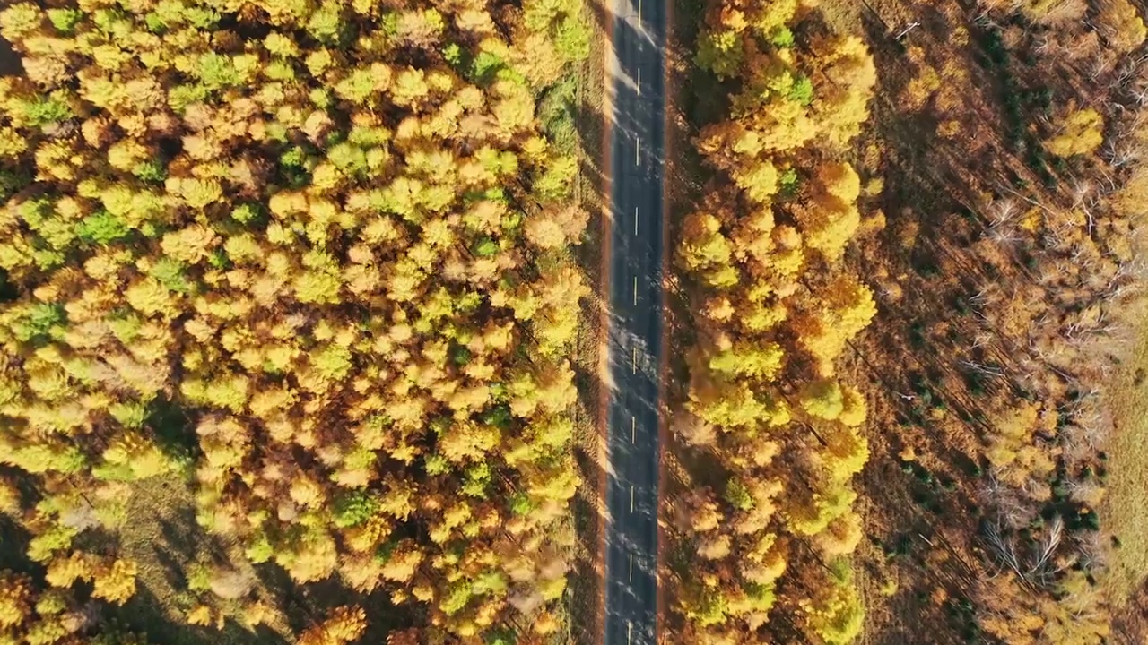 航拍秋天中国内蒙古道路和森林自然风光视频下载
