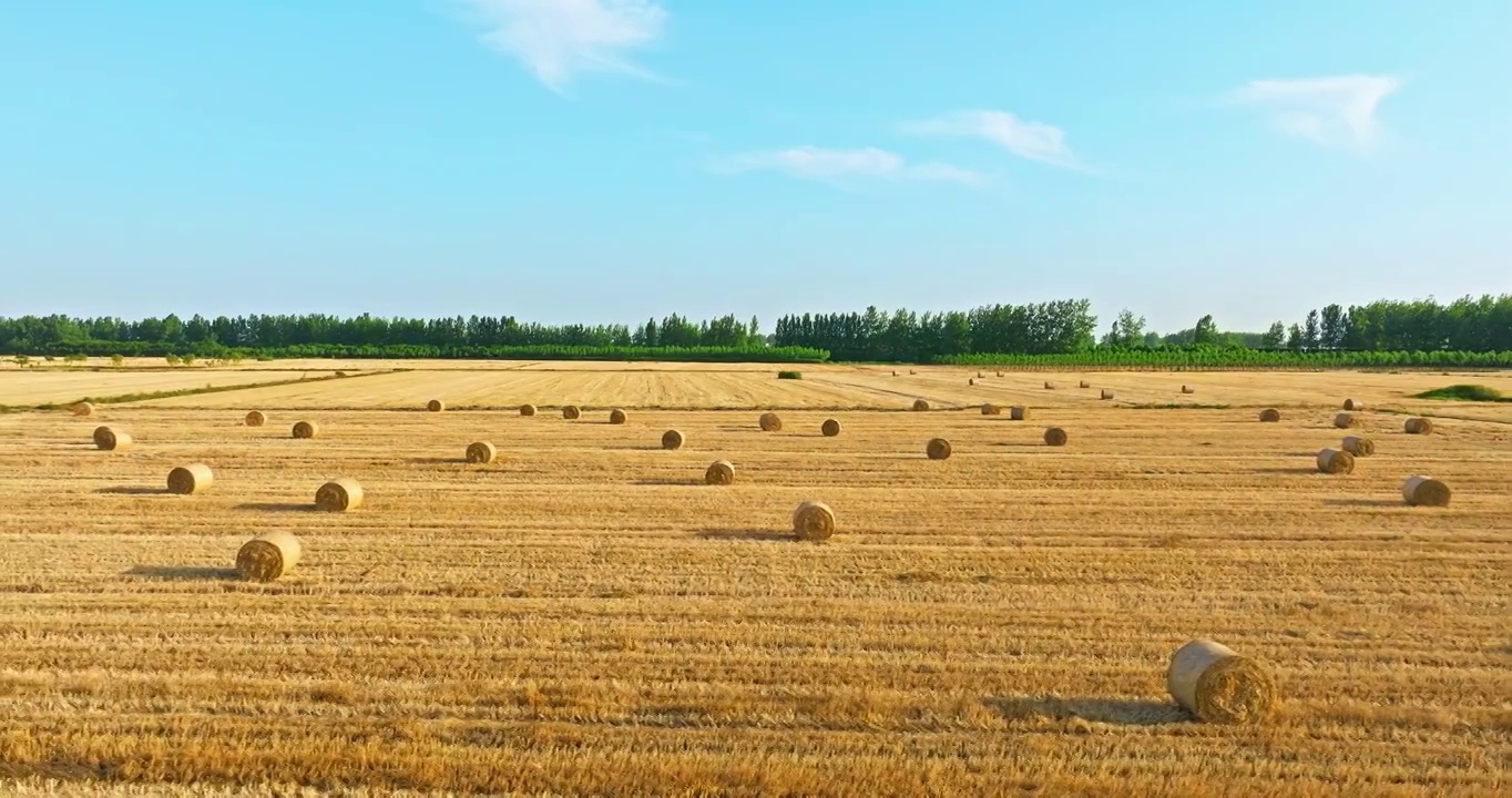 小麦收获后堆放在农田里的稻草捆视频下载