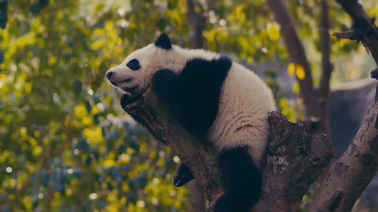 熊猫晒太阳视频素材