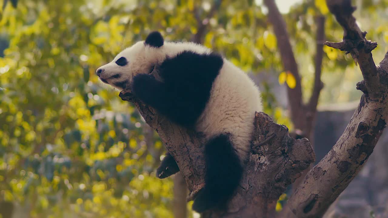 熊猫晒太阳视频下载