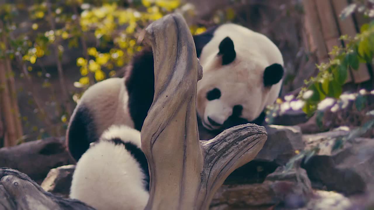 熊猫晒太阳视频素材