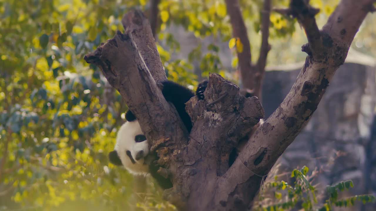 熊猫爬树晒太阳视频素材