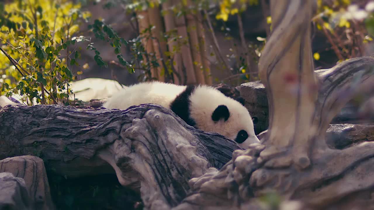 熊猫晒太阳视频下载
