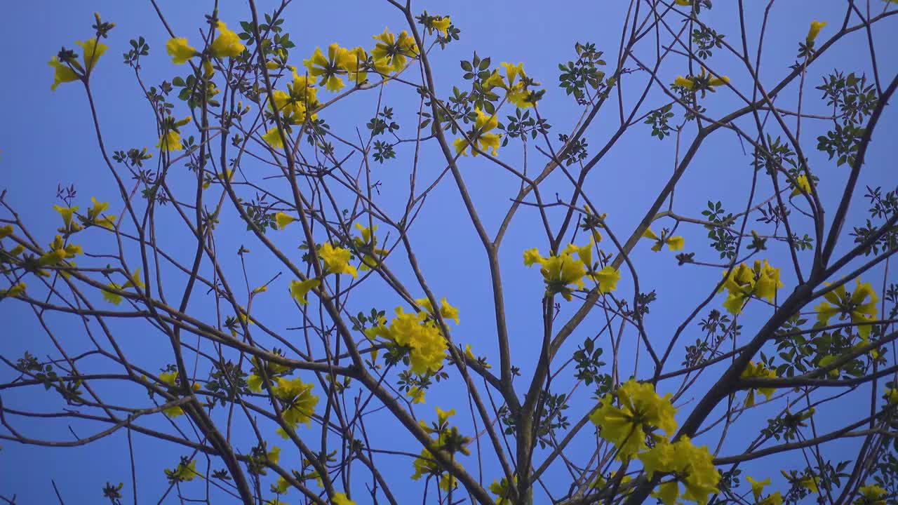 春天满树繁花黄花风铃木花背景视频素材